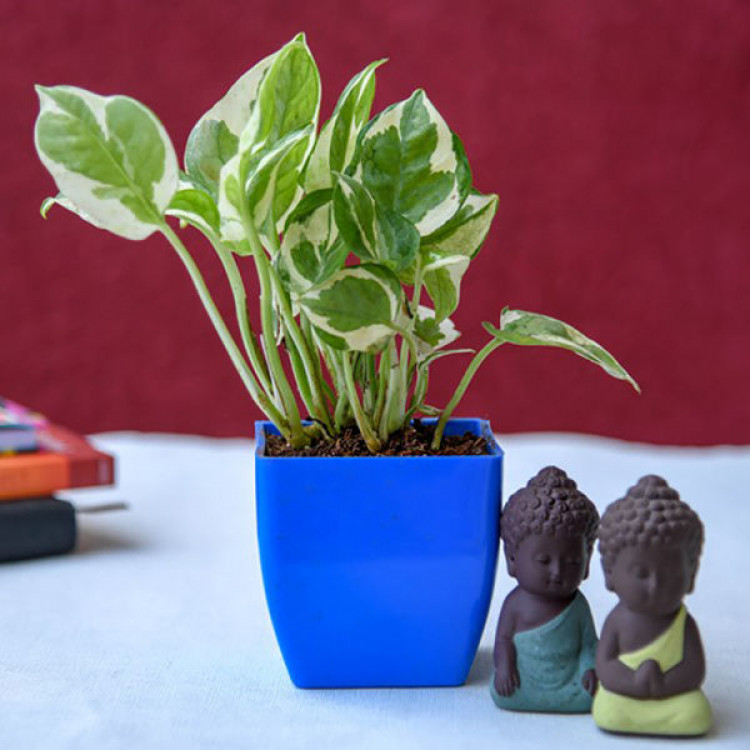 Gift Blessings of Buddha with Money Plant